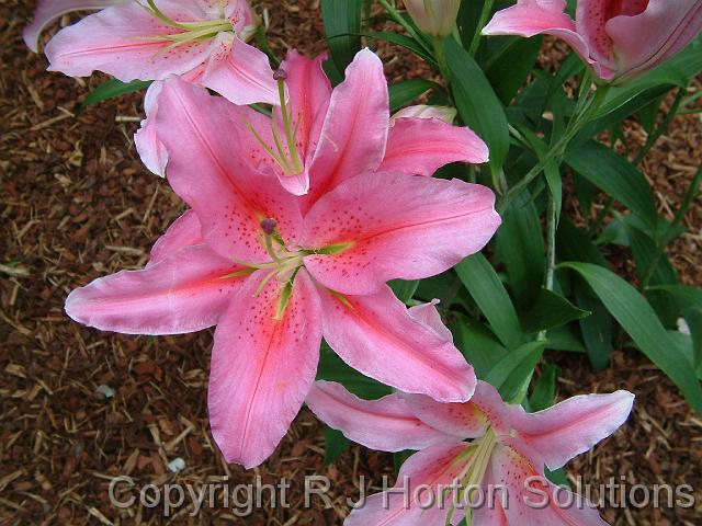 Lilium pink_2